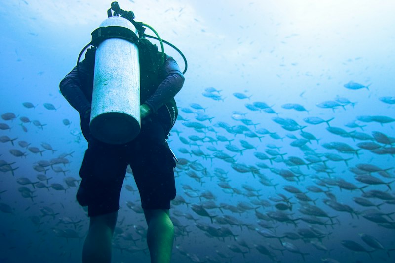 Plongeur au milieu de poissons